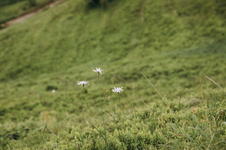 A close up of a green fieldの写真素材