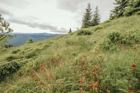 A close up of a lush green hillsideの写真素材