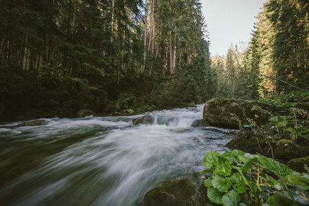 A waterfall in a forestの写真素材