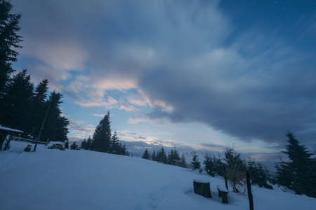 A tree in the snowの写真素材
