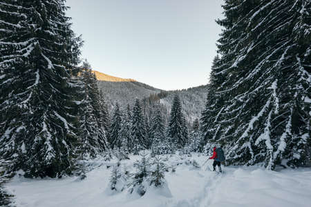 A group of people cross country skiing in the snowの写真素材