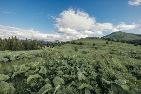 A herd of sheep grazing on a lush green fieldの写真素材