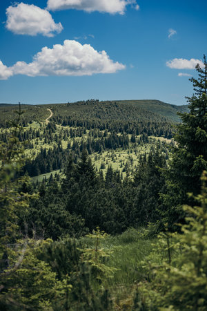 A large tree in a forestの写真素材