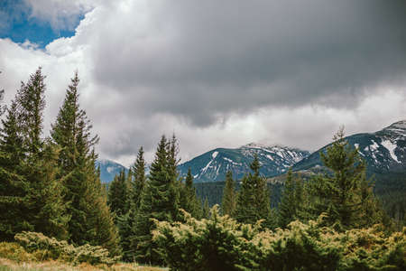 A tree with a mountain in the backgroundの写真素材