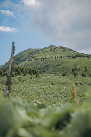 A close up of a lush green fieldの写真素材
