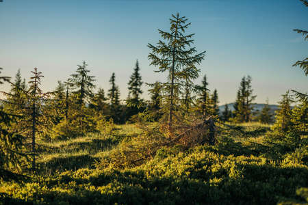 A tree in the middle of a grass covered fieldの写真素材