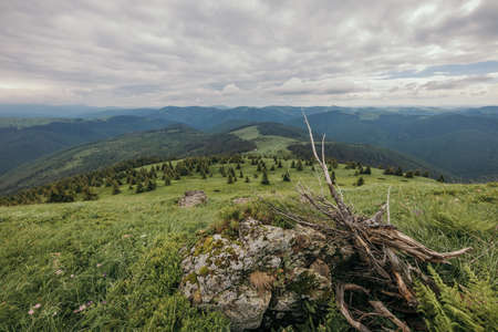 A tree with a mountain in the backgroundの写真素材
