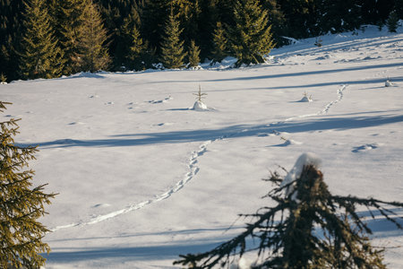 A tree with snow on the groundの写真素材