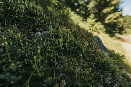 A close up of a treeの写真素材