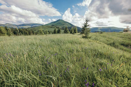 A field with a mountain in the backgroundの写真素材