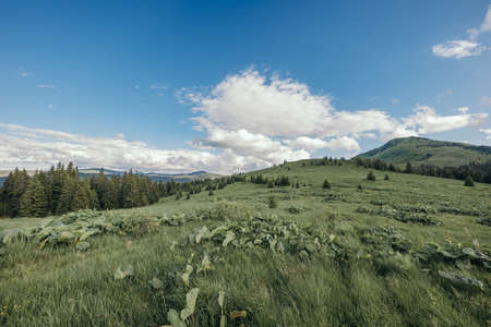 A herd of sheep standing on top of a lush green fieldの写真素材