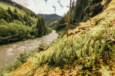 A group of bushes with a mountain in the backgroundの写真素材