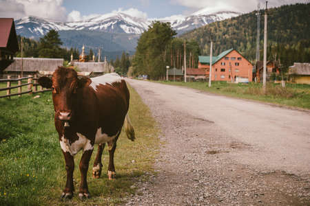A brown horse standing next to a cowの写真素材