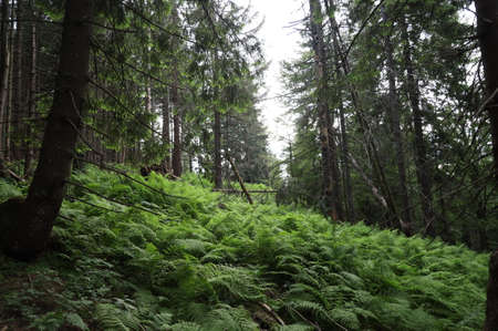 A tree in a forestの写真素材
