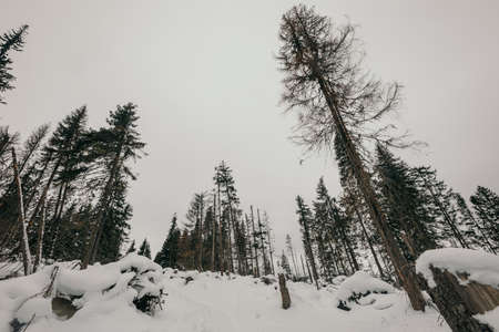 A man riding skis down a snow covered slopeの写真素材