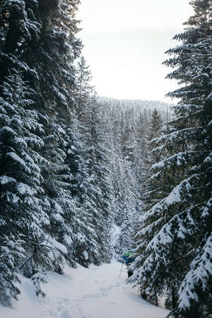 A tree covered in snowの写真素材