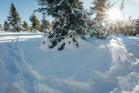 A tree with snow on the groundの写真素材