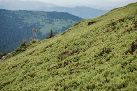 A close up of a lush green hillsideの写真素材