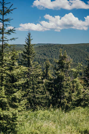 A tree in a forestの写真素材