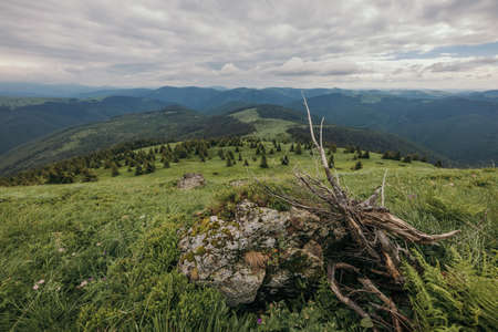 A tree with a mountain in the backgroundの写真素材