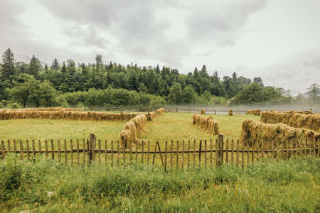 A herd of cattle grazing on a lush green fieldの写真素材
