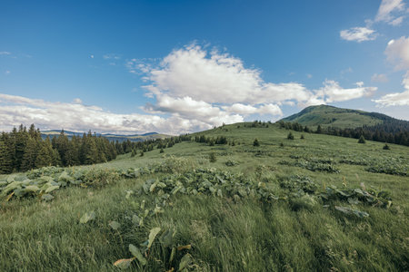 A herd of sheep grazing on a lush green fieldの写真素材