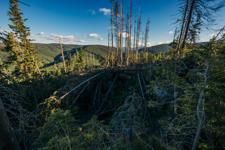 A tree in a forestの写真素材