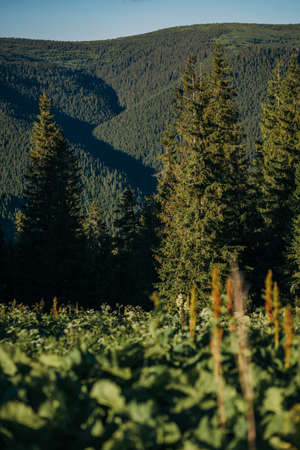 A group of people in a forestの写真素材