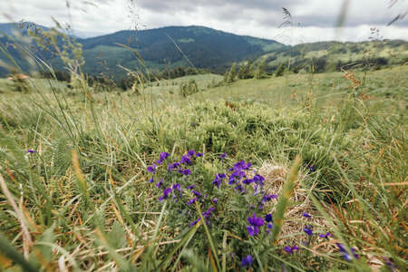 A flower in a field with a mountain in the backgroundの写真素材