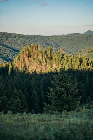 A tree with a mountain in the backgroundの写真素材