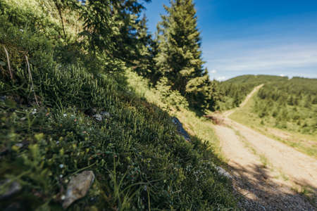 A tree on a dirt roadの写真素材