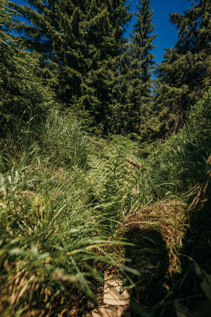 A tree in a forestの写真素材