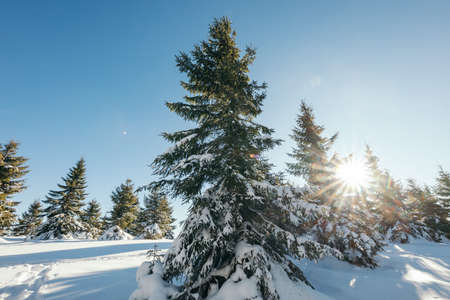 A tree covered in snowの写真素材