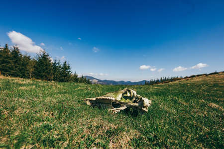 A close up of a lush green fieldの写真素材
