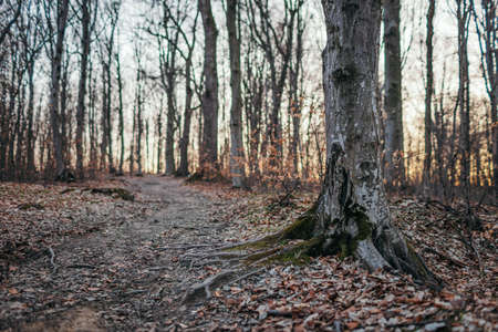 A tree in the middle of a forestの写真素材