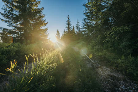 A tree in a forestの写真素材