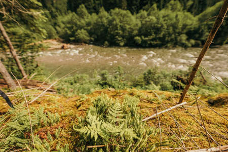 A close up of a dry grass fieldの写真素材