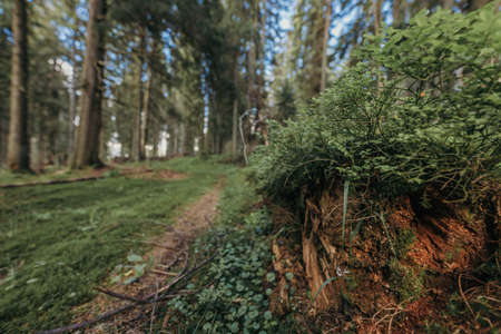 A tree in a forestの写真素材