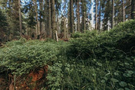 A tree in a forestの写真素材