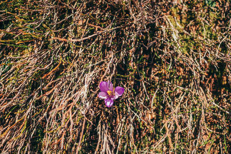 A close up of a flower fieldの写真素材