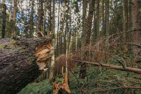 A giraffe standing next to a forestの写真素材