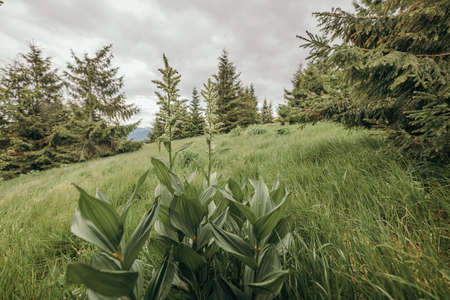 A plant in a fieldの写真素材