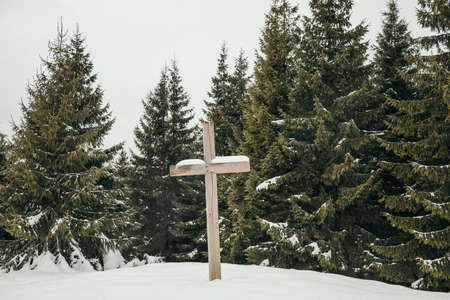A tree covered in snowの写真素材
