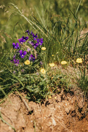 A close up of a flowerの写真素材