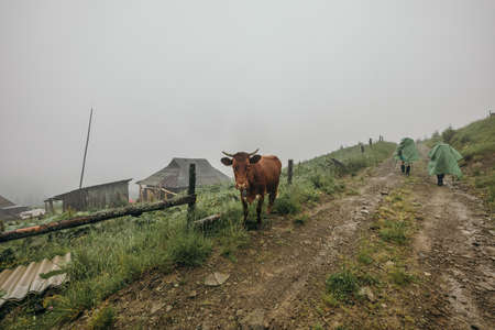 A herd of cattle standing on top of a dirt fieldの写真素材