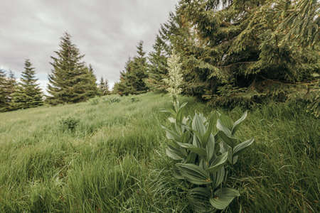 A tree in the middle of a grass covered fieldの写真素材
