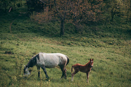 A couple of brown horses standing on top of a lush green fieldの写真素材