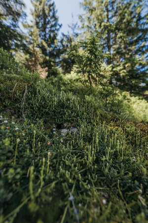 A close up of a treeの写真素材