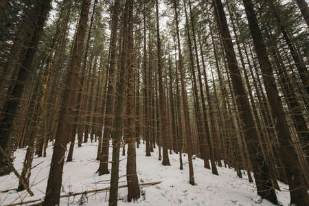 A close up of a tree covered in snowの写真素材