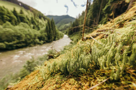 A large waterfall in a forestの写真素材
